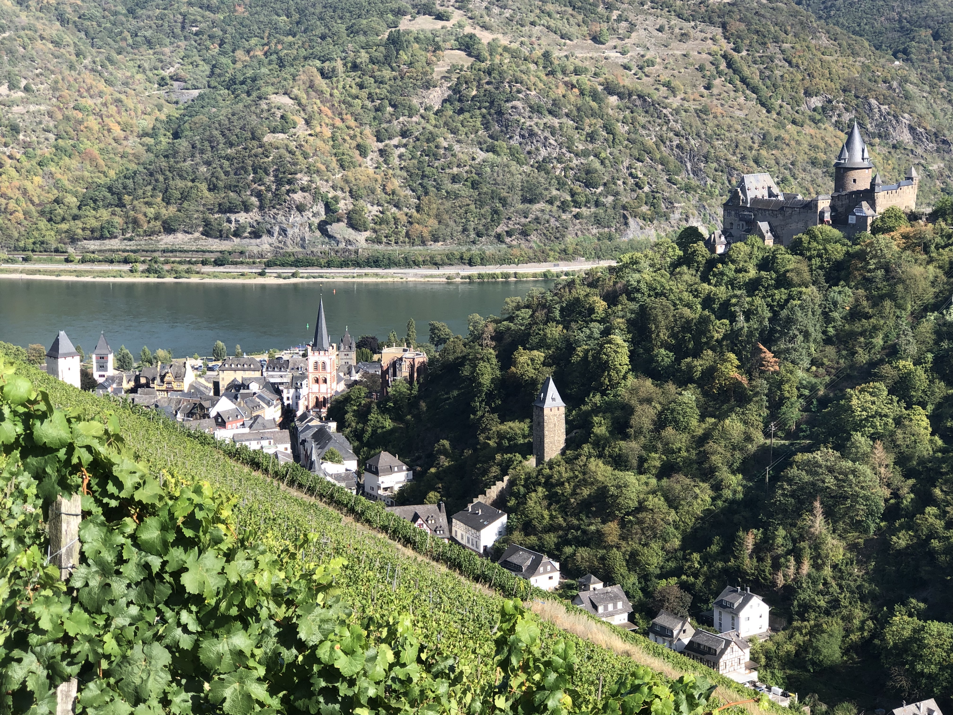 Panoramablick über das Rheintal und die Weinberge bei Bacharach